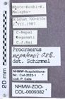 Etikett zu Melanoxanthus flavithorax (Schimmel, 2004)